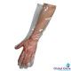 Global Glove 9617 Elbow Length Disposable LDPE Gloves